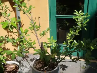 Plante