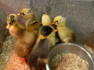 Løbeænder, ællinger sælges