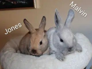 Indendøres Fri-Kaniner 🐰🪻