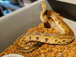 Konge Python Black Pastel Clown