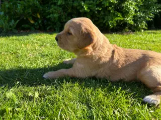 Rød golden Retriever hvalp