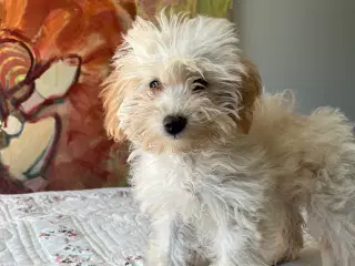 Maltipoo piger søger nyt hjem