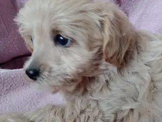 Maltipoo hvalpe