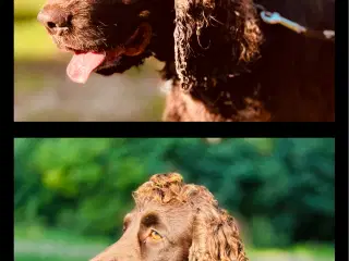 Avls han. Ikke til salg. Engelsk Cocker spaniel