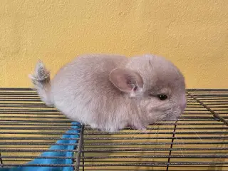 Chinchilla unge