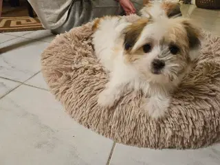 Coton de Tulear hvalper
