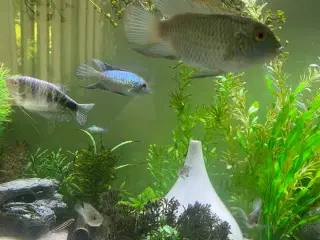 Electric blue og guramier