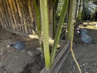 Perlehøns 3 stk hanner 