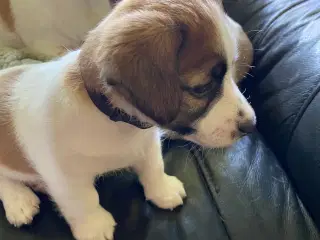 Jack Russell terrier hvalp
