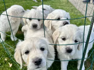 Golden Retriever hvalpe