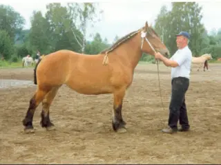 Smuk ardenner hoppe