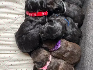 Allergivenlige hvalpe - shih poo