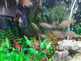 Malawi ciklider
