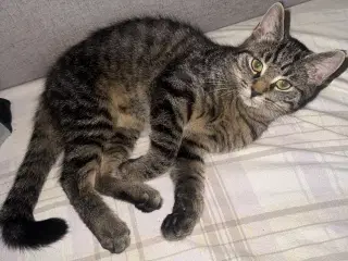 Maine moon bl.a. med huskat