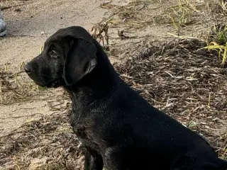 Labrador og hønsehund blanding