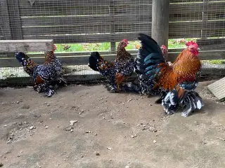 Rugeæg