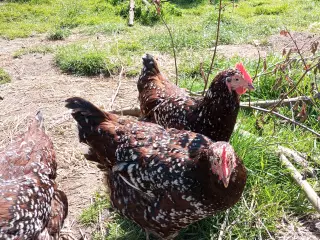 3 farvet sussex rugeæg