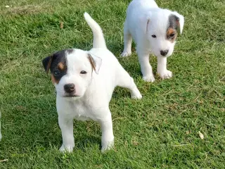 Jack Russel hvalpe 