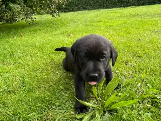 Labrador Retriver på