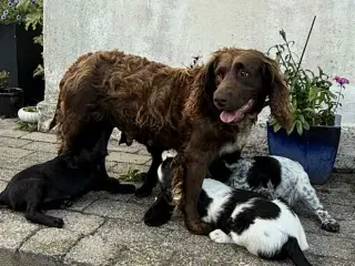 Engelsk springer spaniel
