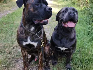Cane Corso hvalpe med de sødeste blå øjne