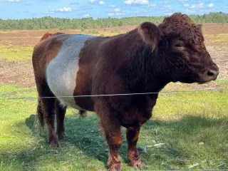 Galloway avlstyr