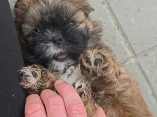 Shih Tzu 