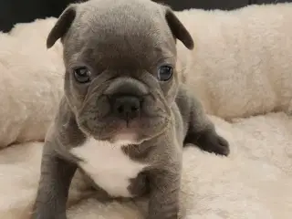 Fransk bulldog hvalpe