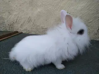 Teddy Løvehoved unger 