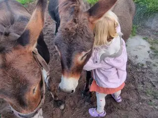 Sødeste Æsel hingst