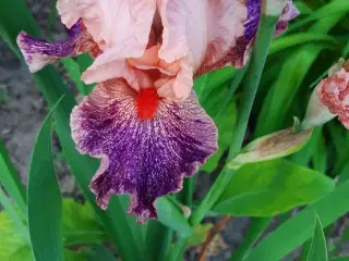 Iris i forskellige farver 