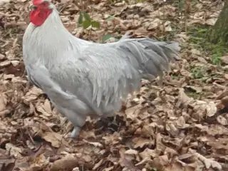 Perlegrå maran hane