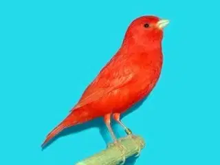 Rød kanarie fugl købes.