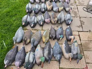 Lokkeænder primær Gråænder 37 stk