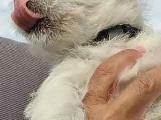Westie hvalpe rejse klar om en uge d 31)7