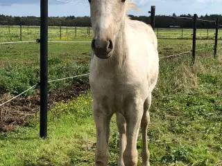 Palomino 2’er pony hoppe