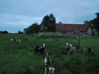 Overvejer du avl af nubiske geder?