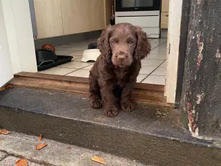 Cocker spaniel m. Stamtavle