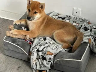 Hund