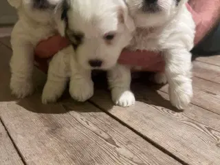 Hundehvalpe Coton de Tulear 5 uger