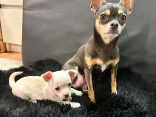 2 Chihuahua hvalpe