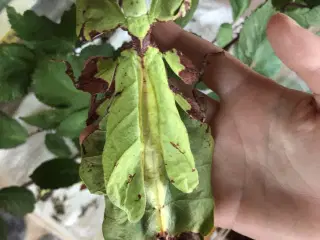 Phyllium giganteum