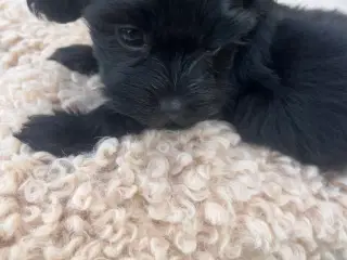 Maltipoo Toy/Micro