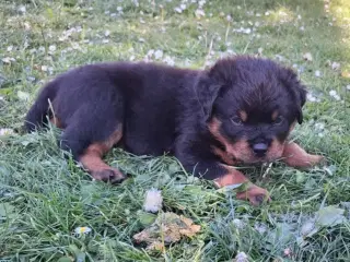 Rottweiler hvalp ( Han ) 