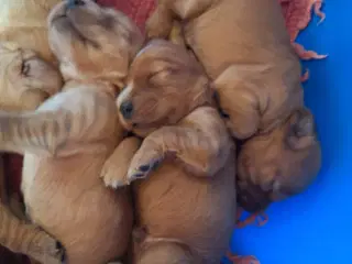 engelsk cocker spaniel
