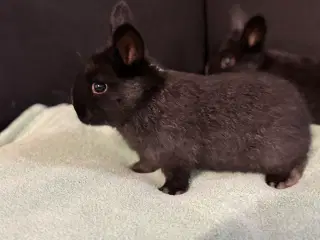 Kaninunger gives væk