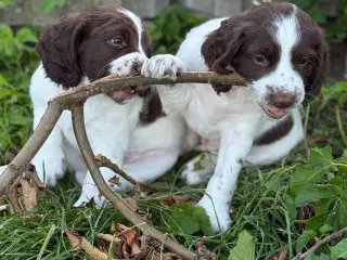 FT Springer Spaniel 
