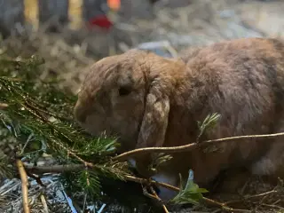 Søger ny bedste ven-kanin