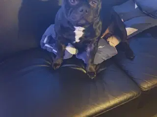 Staffordshire Bullterrier (Tilbydes til parring)