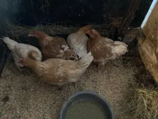 Høner af kødrace